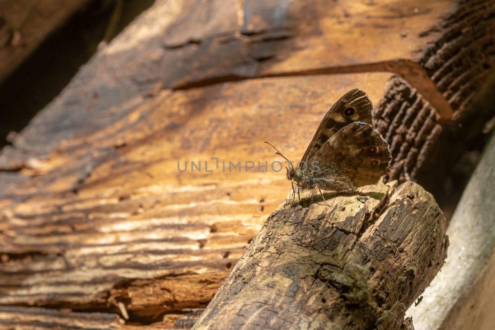 Small brown butterfly sits on a branch in front of dark wooden wall with copy space