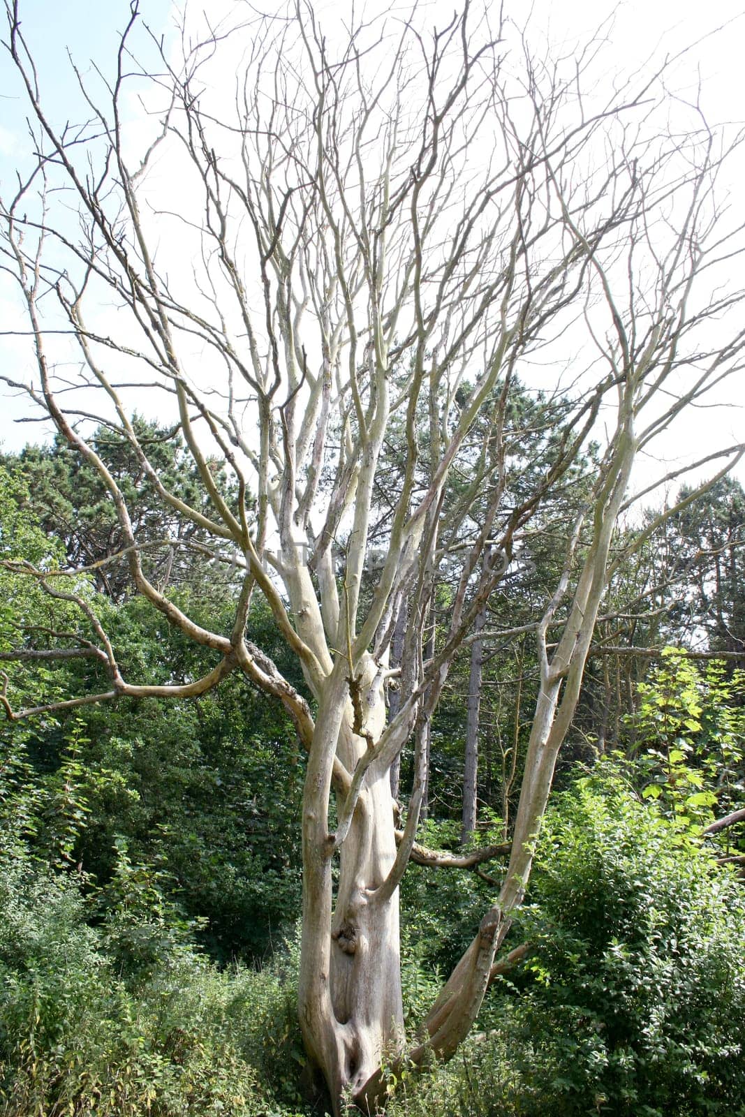 a dead tree with blue sky in the background.