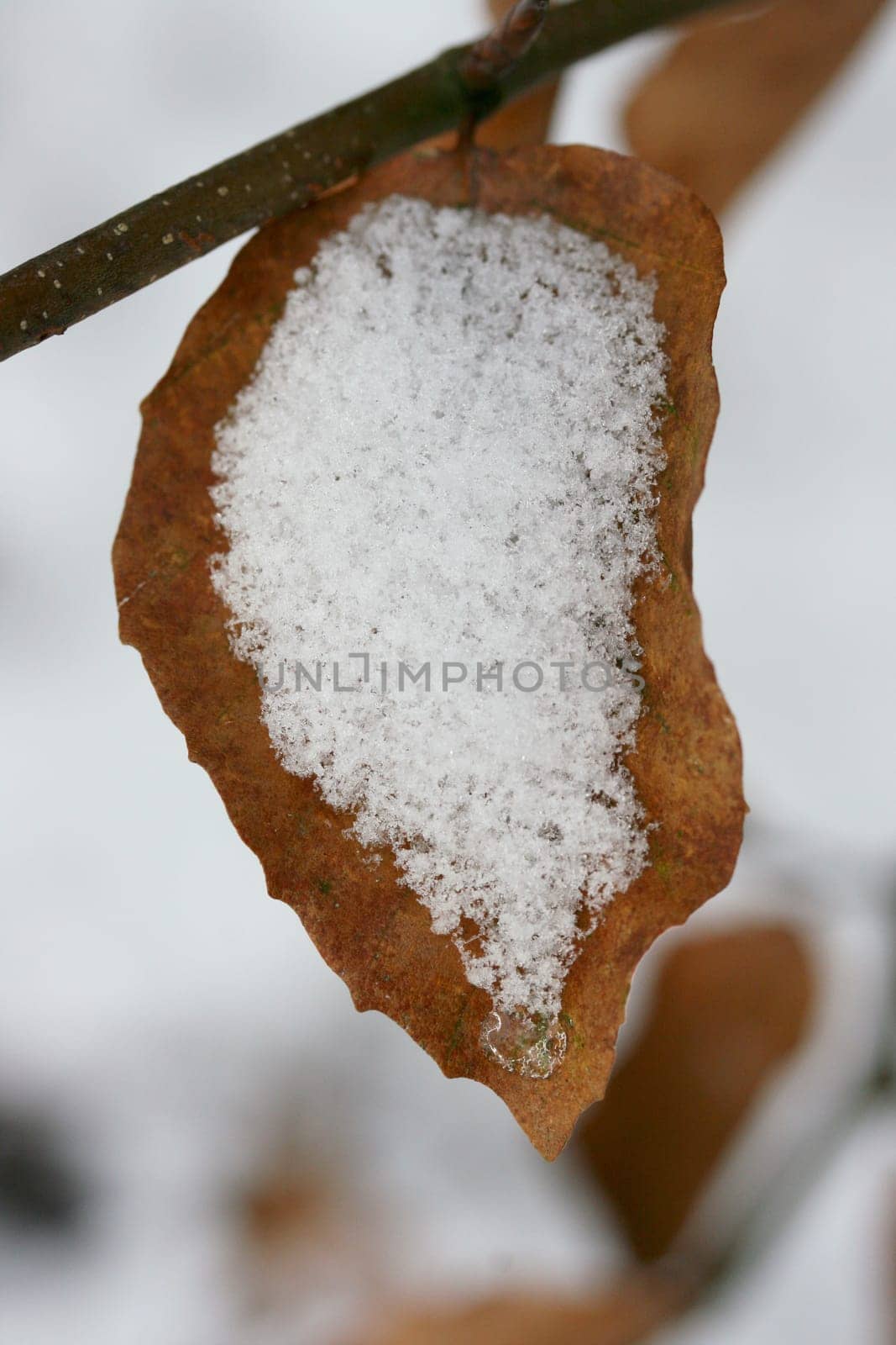 A wilted autumn leaf, covered with snow.