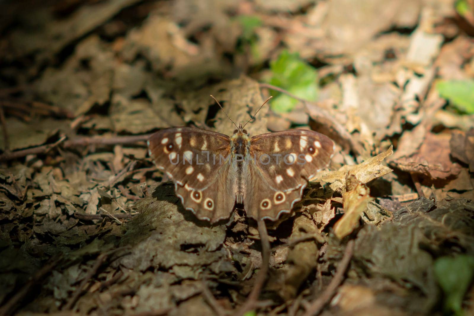 Small brown butterfly sits an dry autumnal foliage