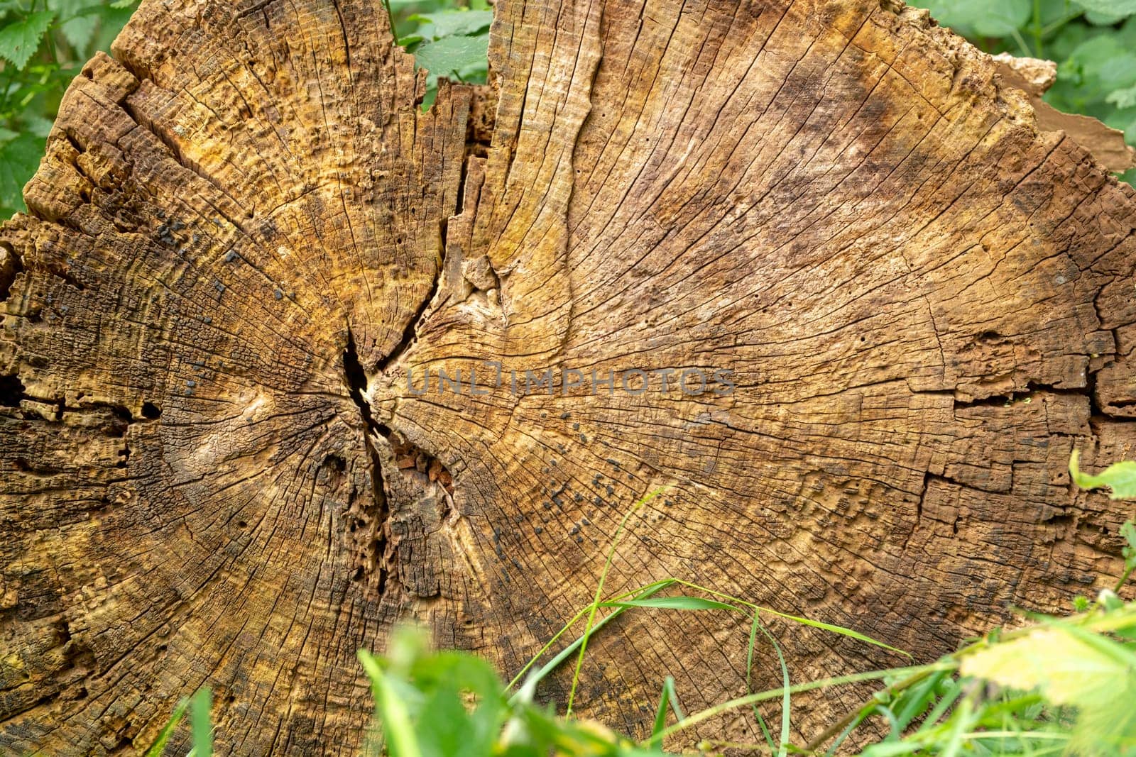 Old and decayed interface of a felled tree with green leaves and kopy-space as a background