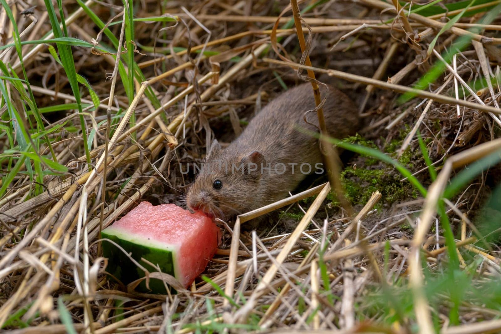 Small brown field mouse sits in the dry grass and eats a piece of watermelon