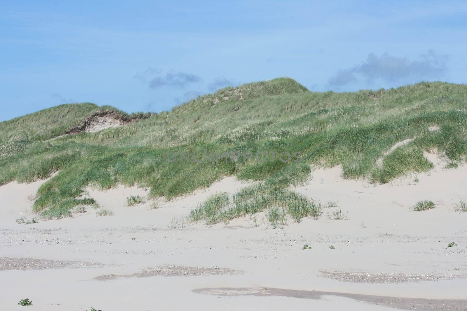 some dunes on the North Sea in the Netherlands.