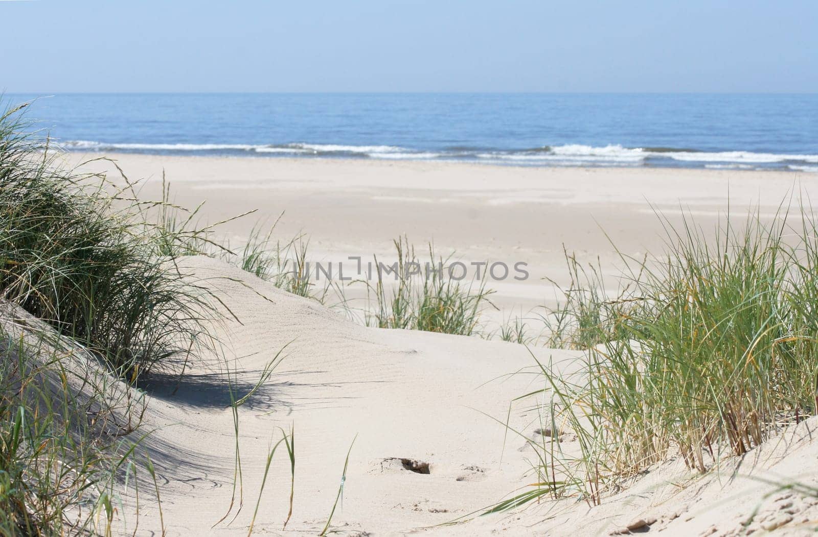 some dunes on the North Sea in the Netherlands.
