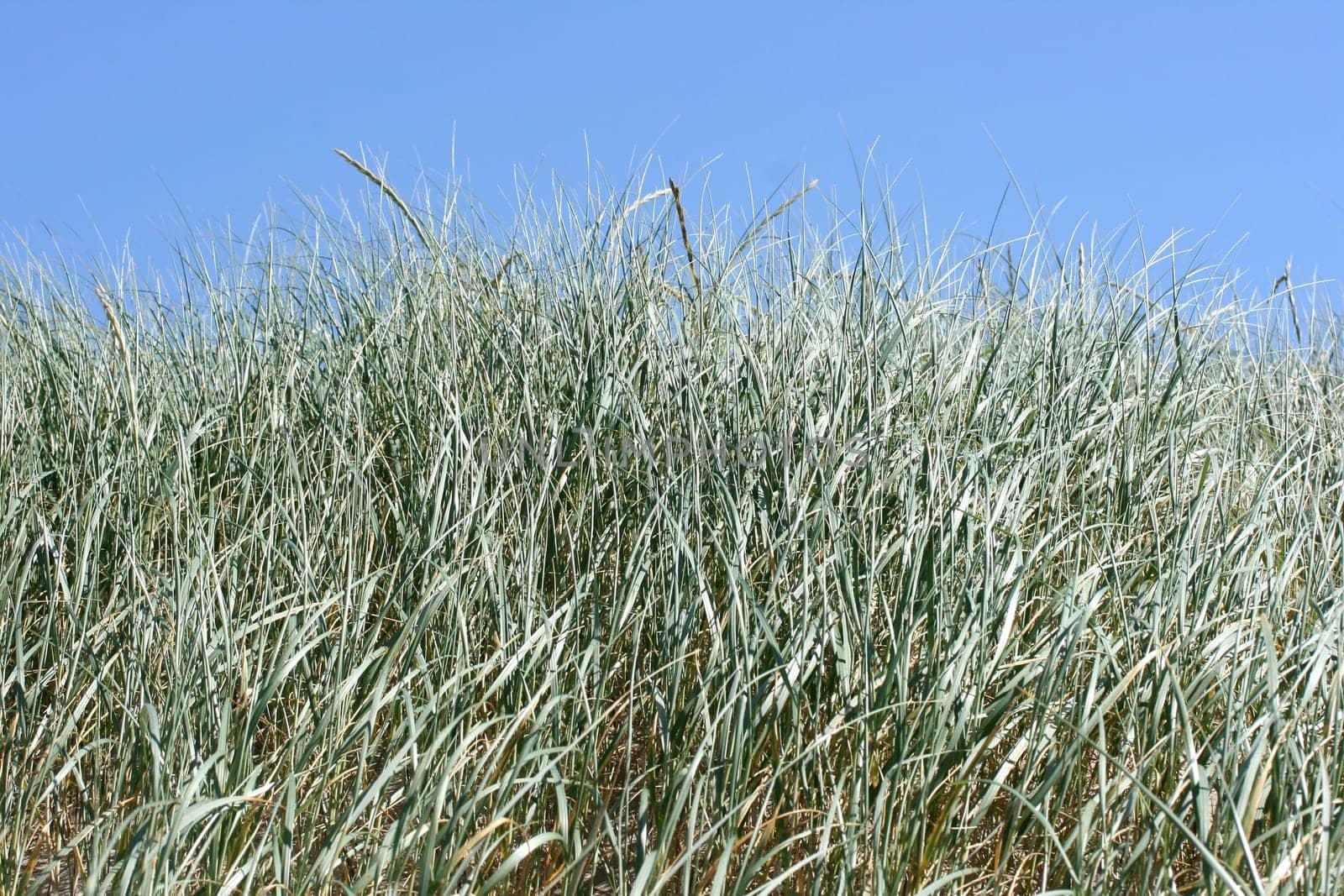 A dune, covered with beach grass