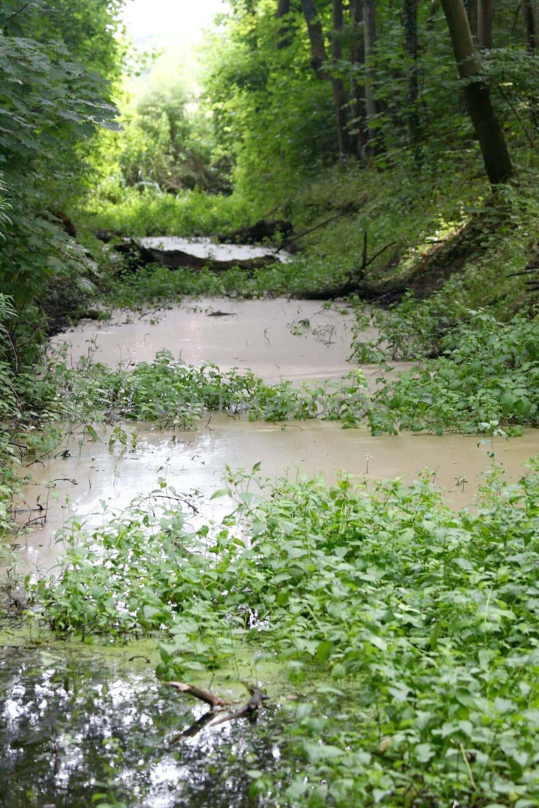 Some small trees inlaid a pond.