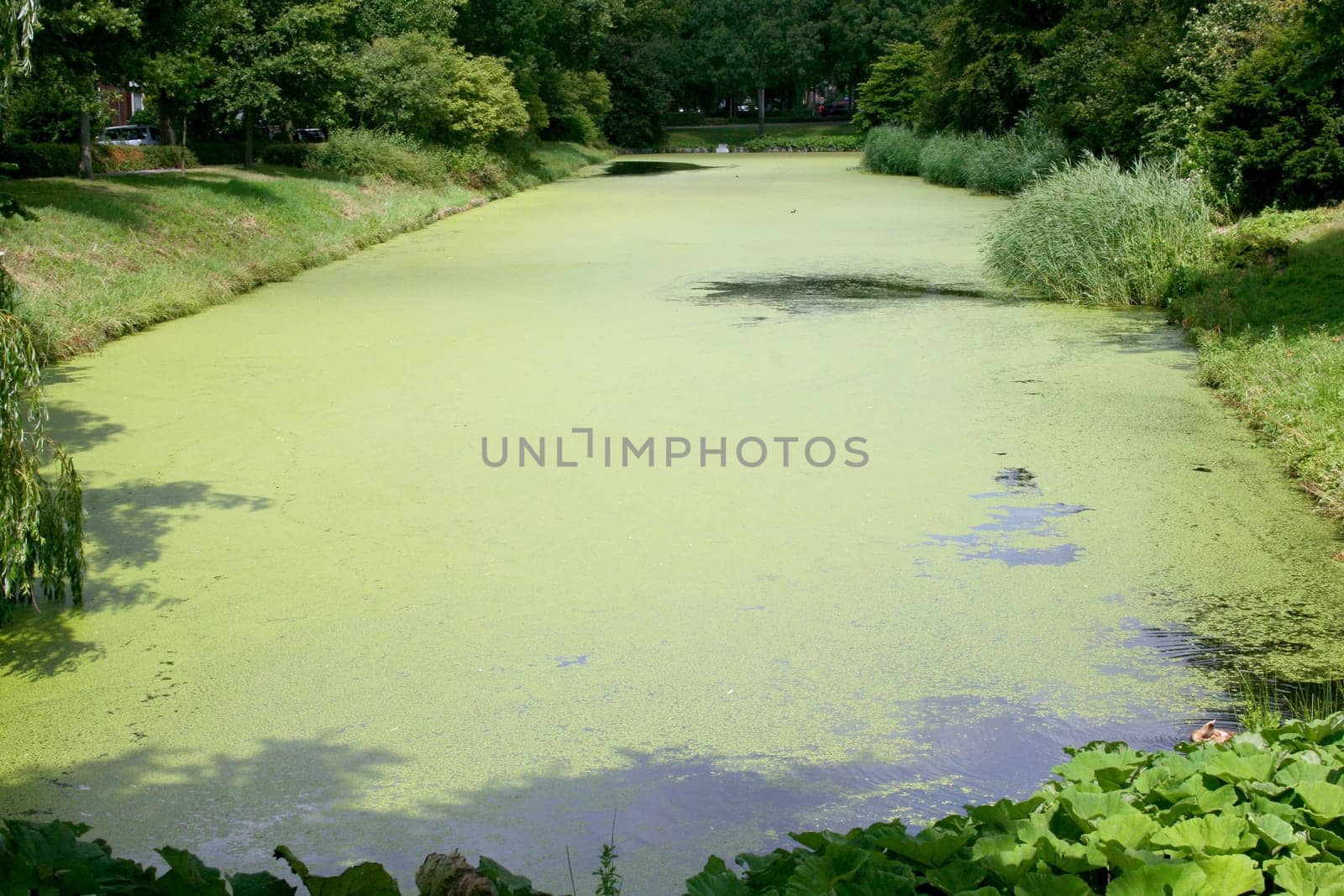 Some small trees inlaid a pond.