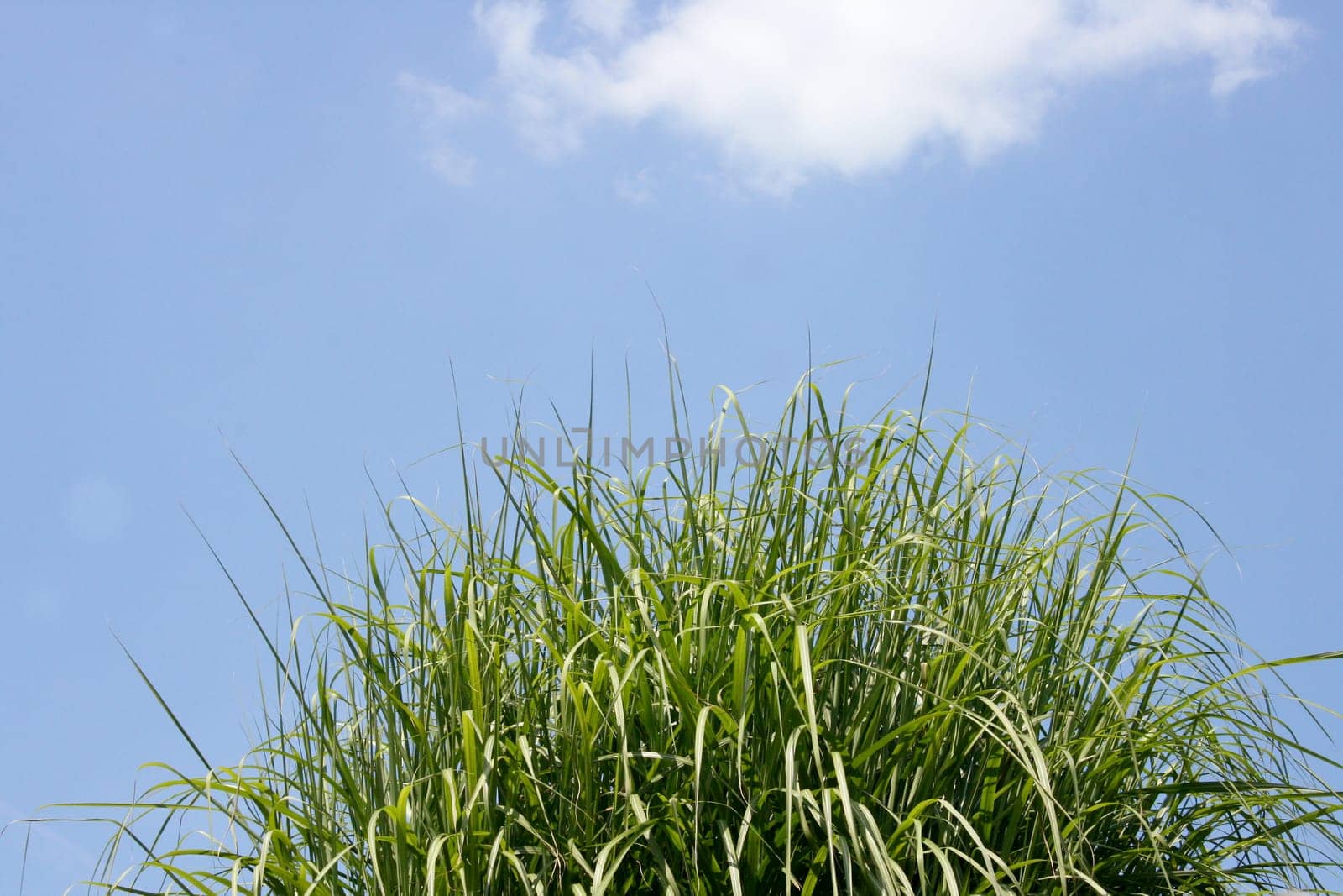 a green plant with blue sky in the background.