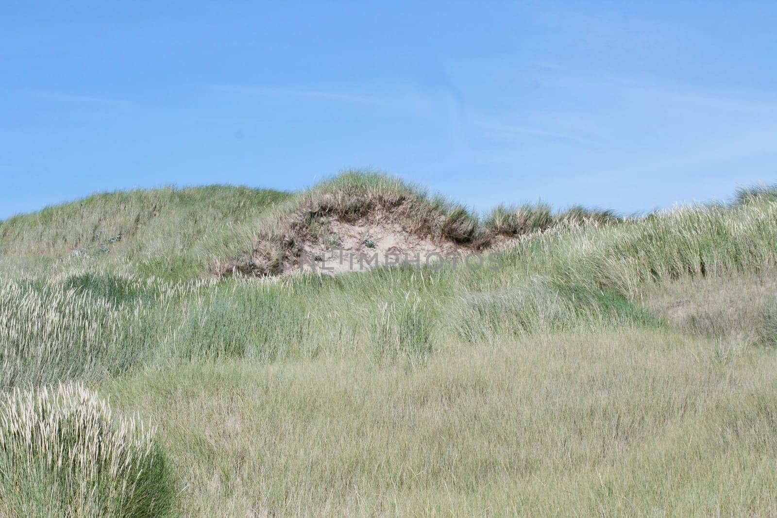 Dunes on the North Sea in the Netherlands