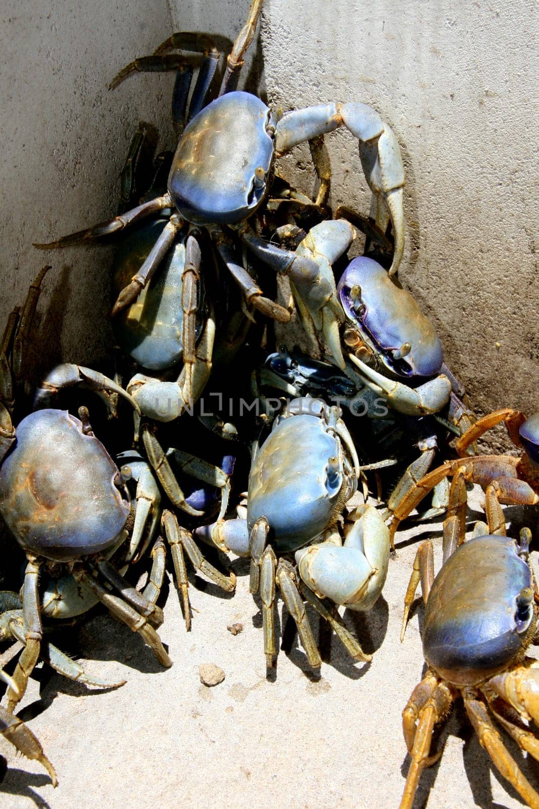 porto seguro, bahia / brazil - september 27, 2011: breeding of guaiamum crab in the city of Porto Seguro, southern Bahia.