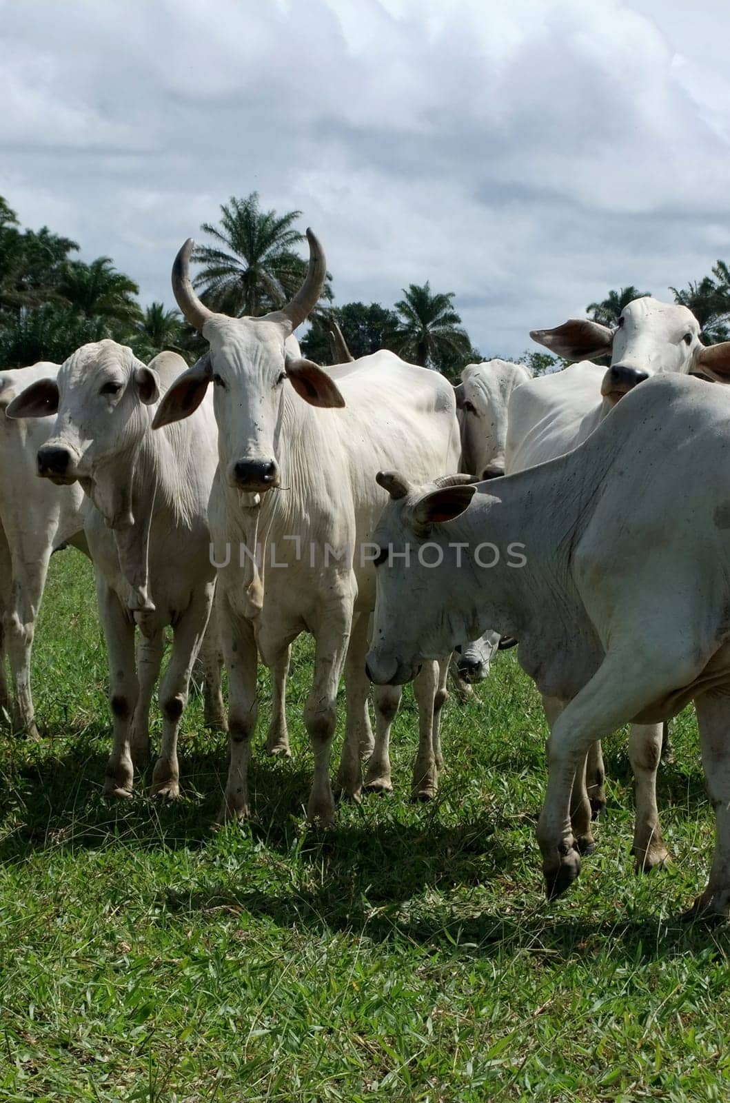 itamaraju, bahia / brazil - april 24, 2011: cattle are seen in pasture of livestock farm in the city of de Itamaraju, southern Bahia..
