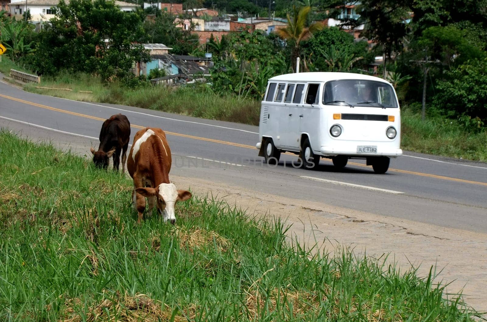 itamaraju, bahia / brazil - april 24, 2011: animals are seen eating grass near the margin of highway BR 101 in the city of Itabuna, southern Bahia.