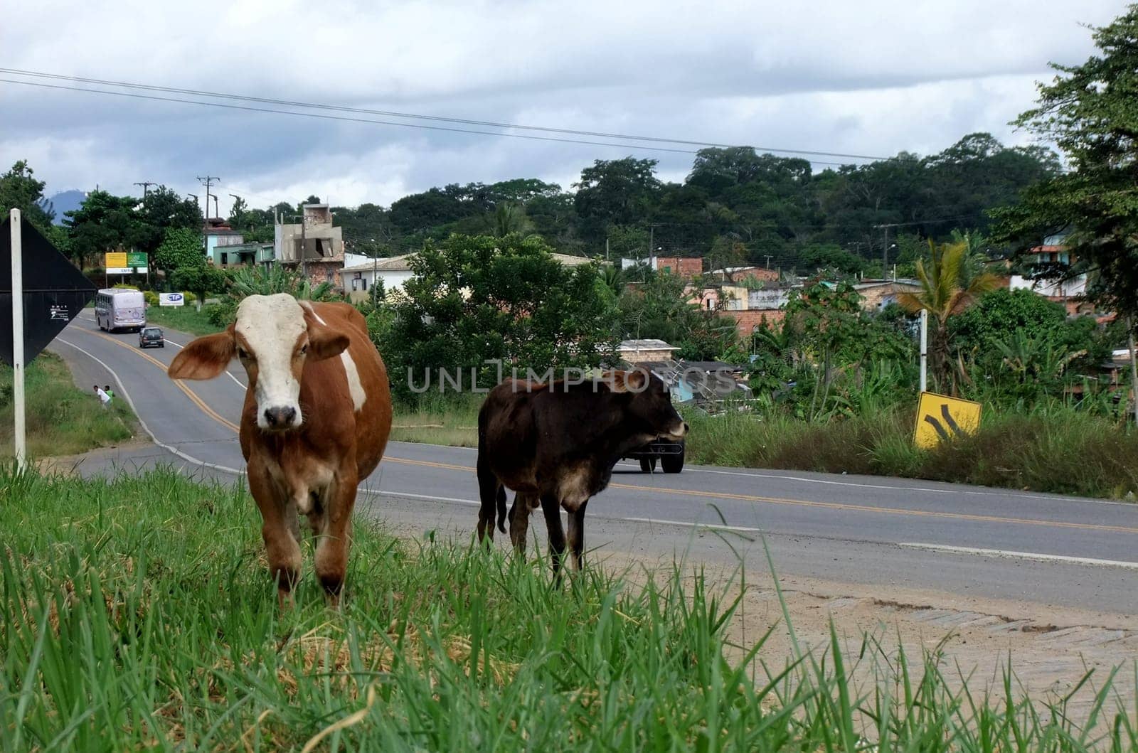 itamaraju, bahia / brazil - april 24, 2011: animals are seen eating grass near the margin of highway BR 101 in the city of Itabuna, southern Bahia.