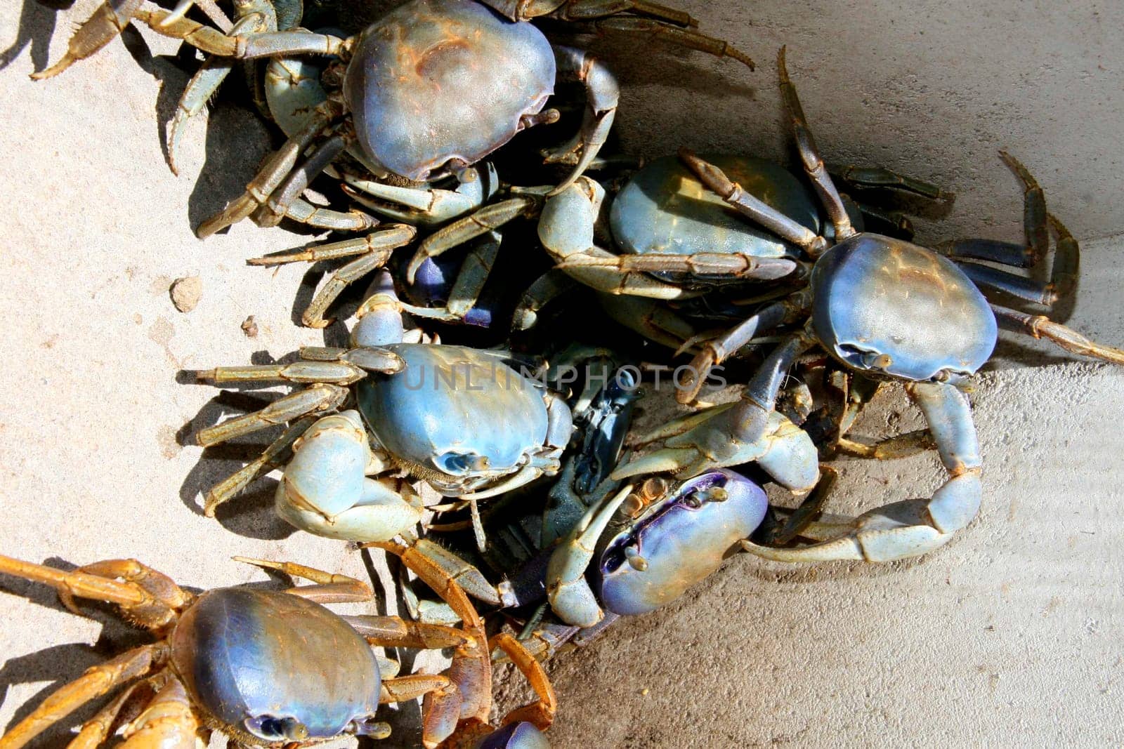 porto seguro, bahia / brazil - september 27, 2011: breeding of guaiamum crab in the city of Porto Seguro, southern Bahia.