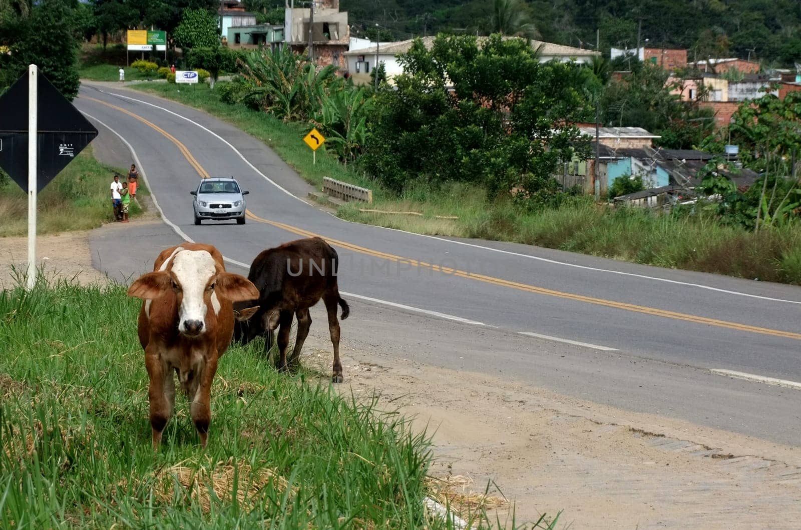 itamaraju, bahia / brazil - april 24, 2011: animals are seen eating grass near the margin of highway BR 101 in the city of Itabuna, southern Bahia.
