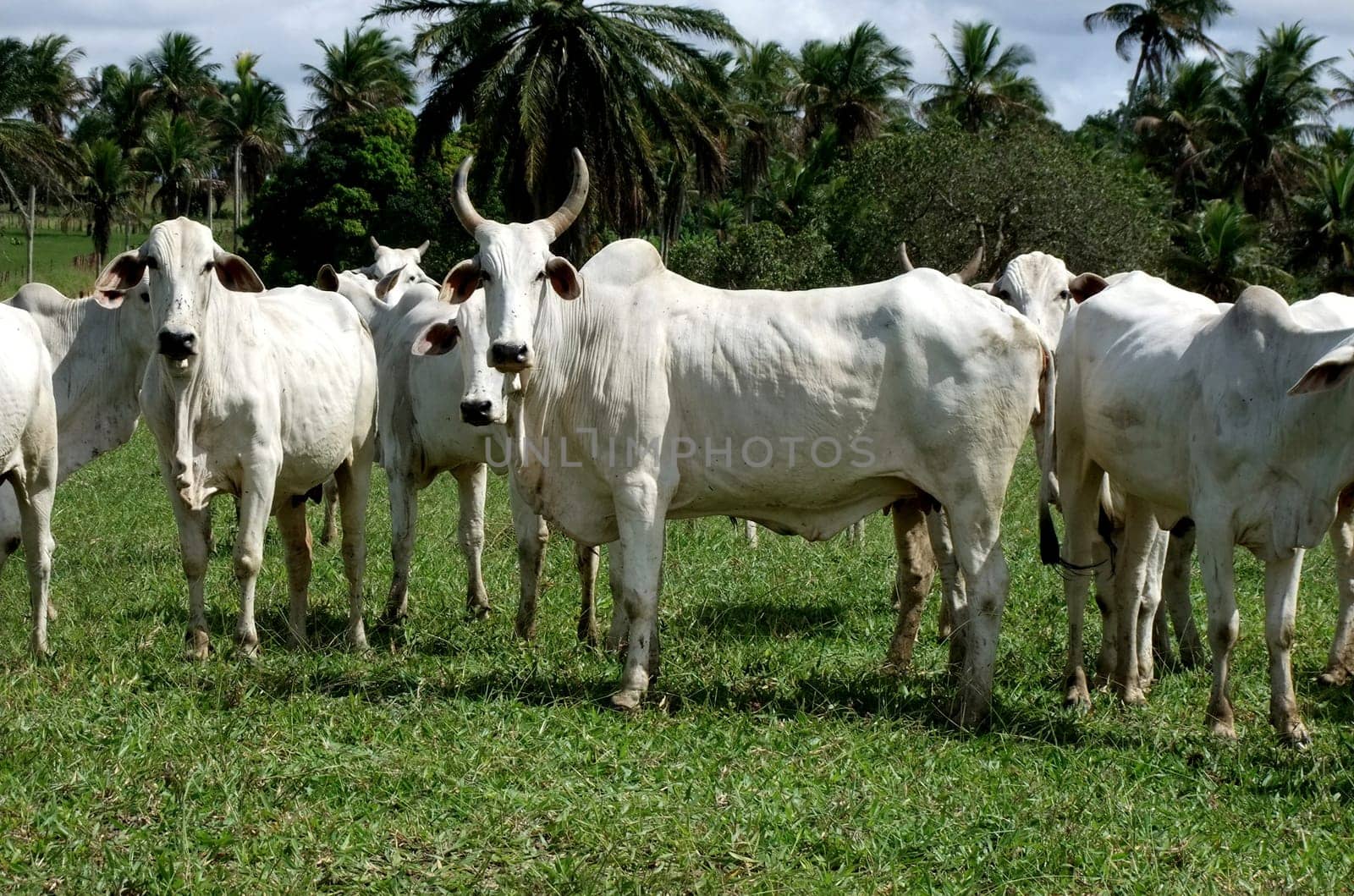 itamaraju, bahia / brazil - april 24, 2011: cattle are seen in pasture of livestock farm in the city of de Itamaraju, southern Bahia..