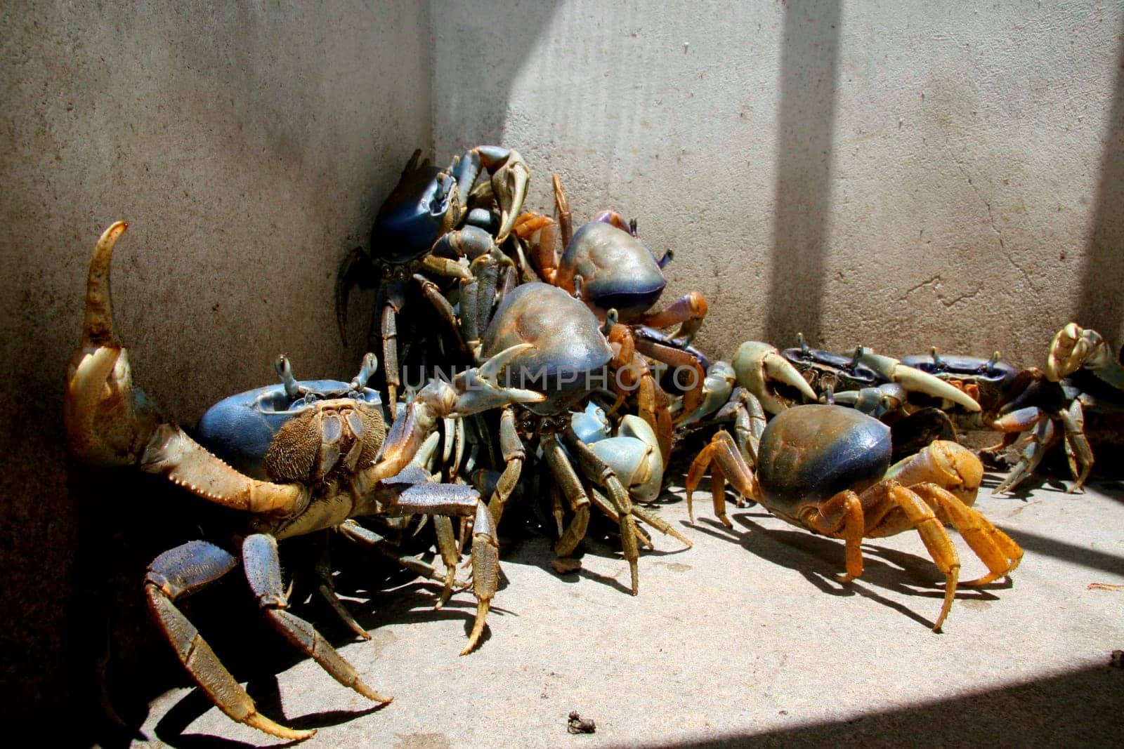 porto seguro, bahia / brazil - september 27, 2011: breeding of guaiamum crab in the city of Porto Seguro, southern Bahia.