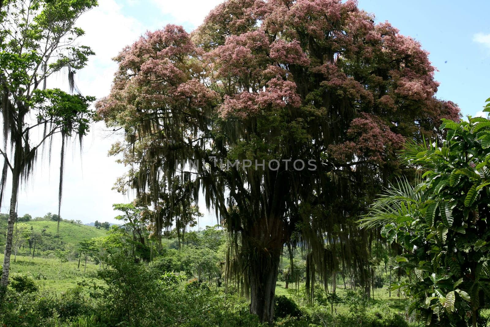 itabuna, bahia / brazil - november 22, 2011: tree and its flowers are seen in the city of Itabuna, southern Bahia...