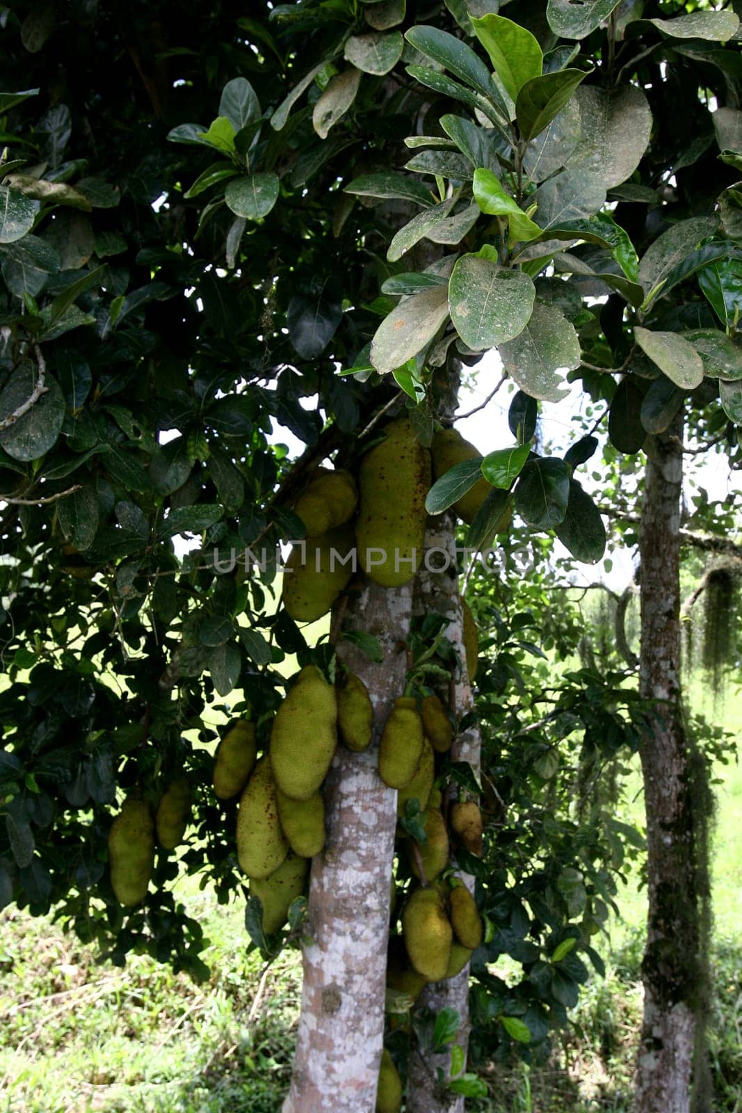 itabuna, bahia / brazil - december 20, 2011: jaqueira and its fruits are seen in the city of Itabuna, southern Bahia....