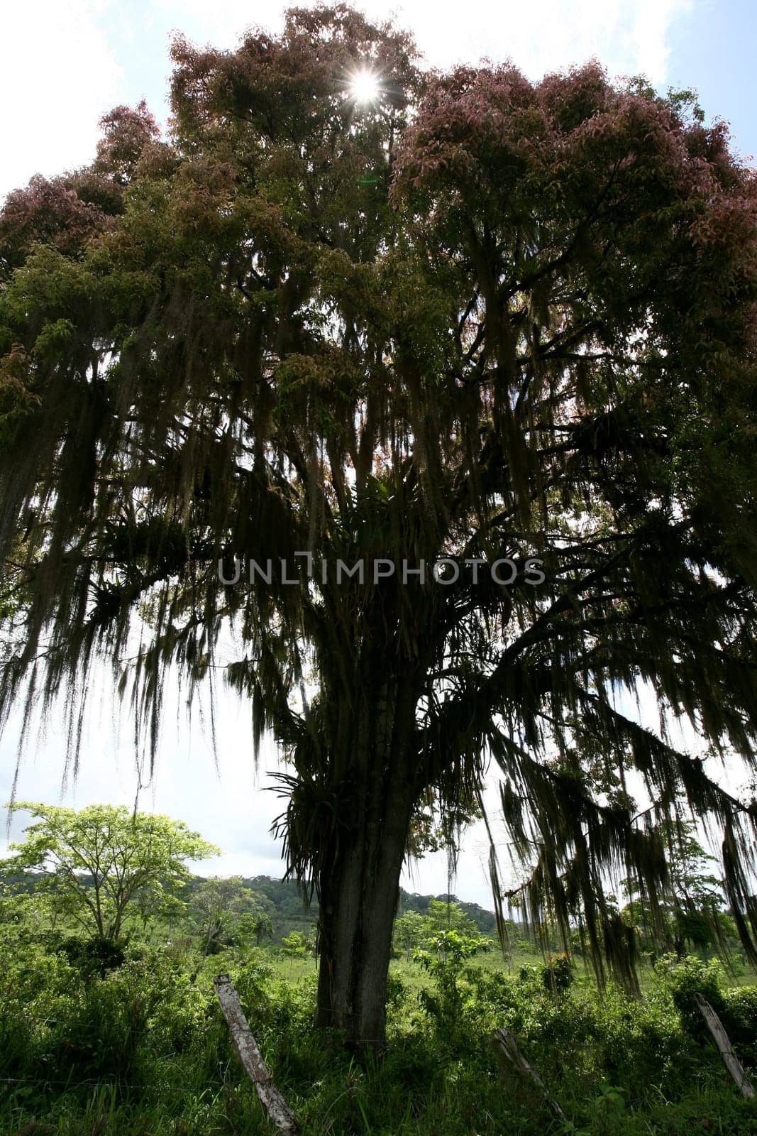itabuna, bahia / brazil - november 22, 2011: tree and its flowers are seen in the city of Itabuna, southern Bahia...