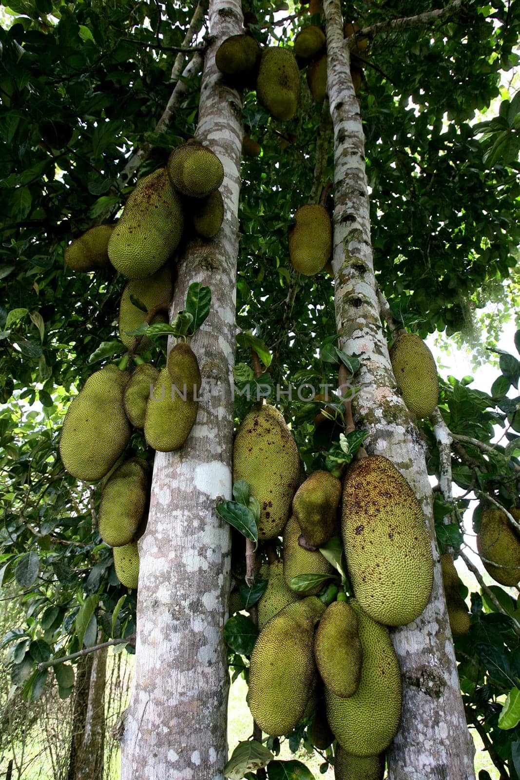 itabuna, bahia / brazil - december 20, 2011: jaqueira and its fruits are seen in the city of Itabuna, southern Bahia....