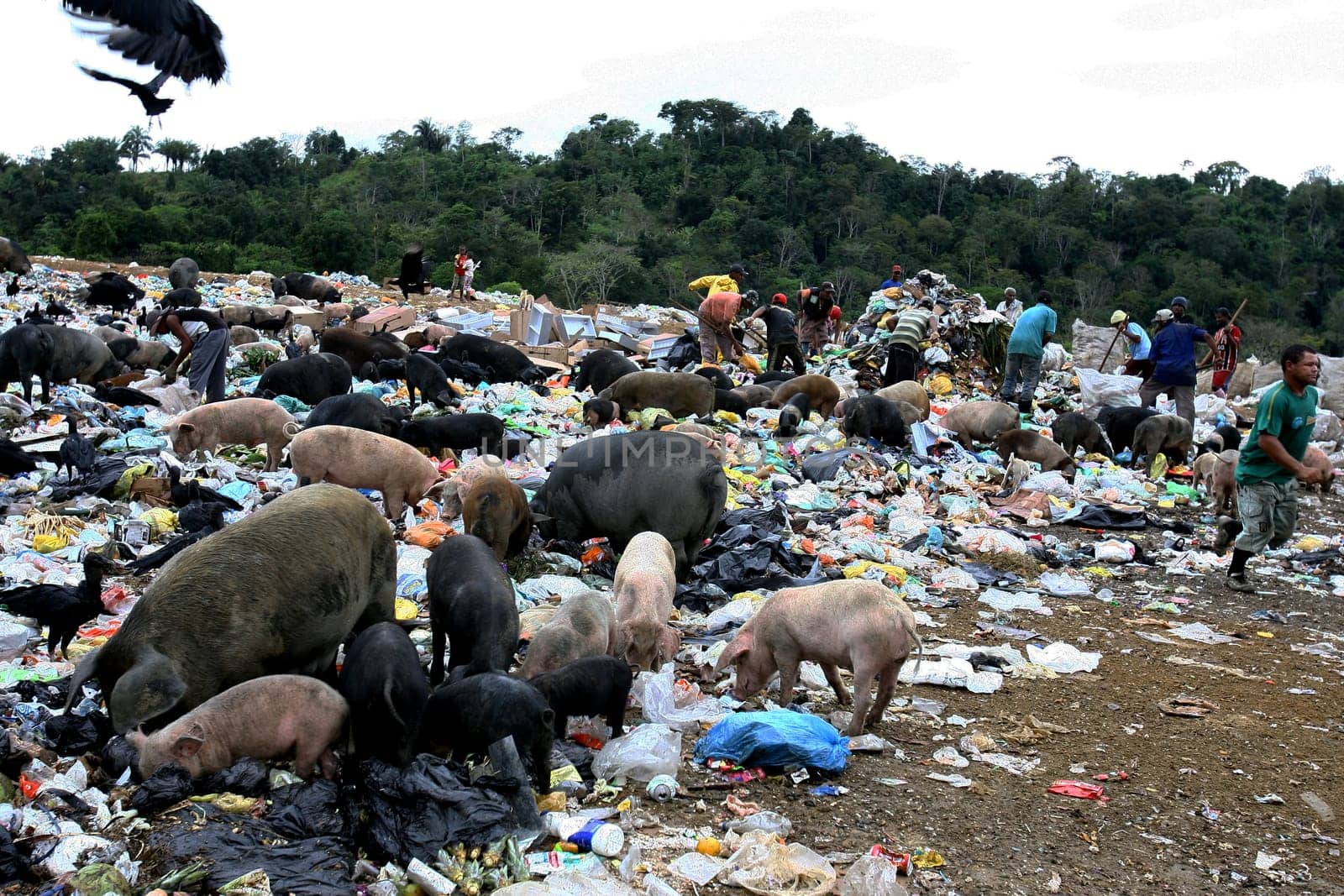 itabuna, bahia / brazil - september 27, 2011: pigs are seen in the garbage of the landfill in the city of Itabuna, in southern Bahia.