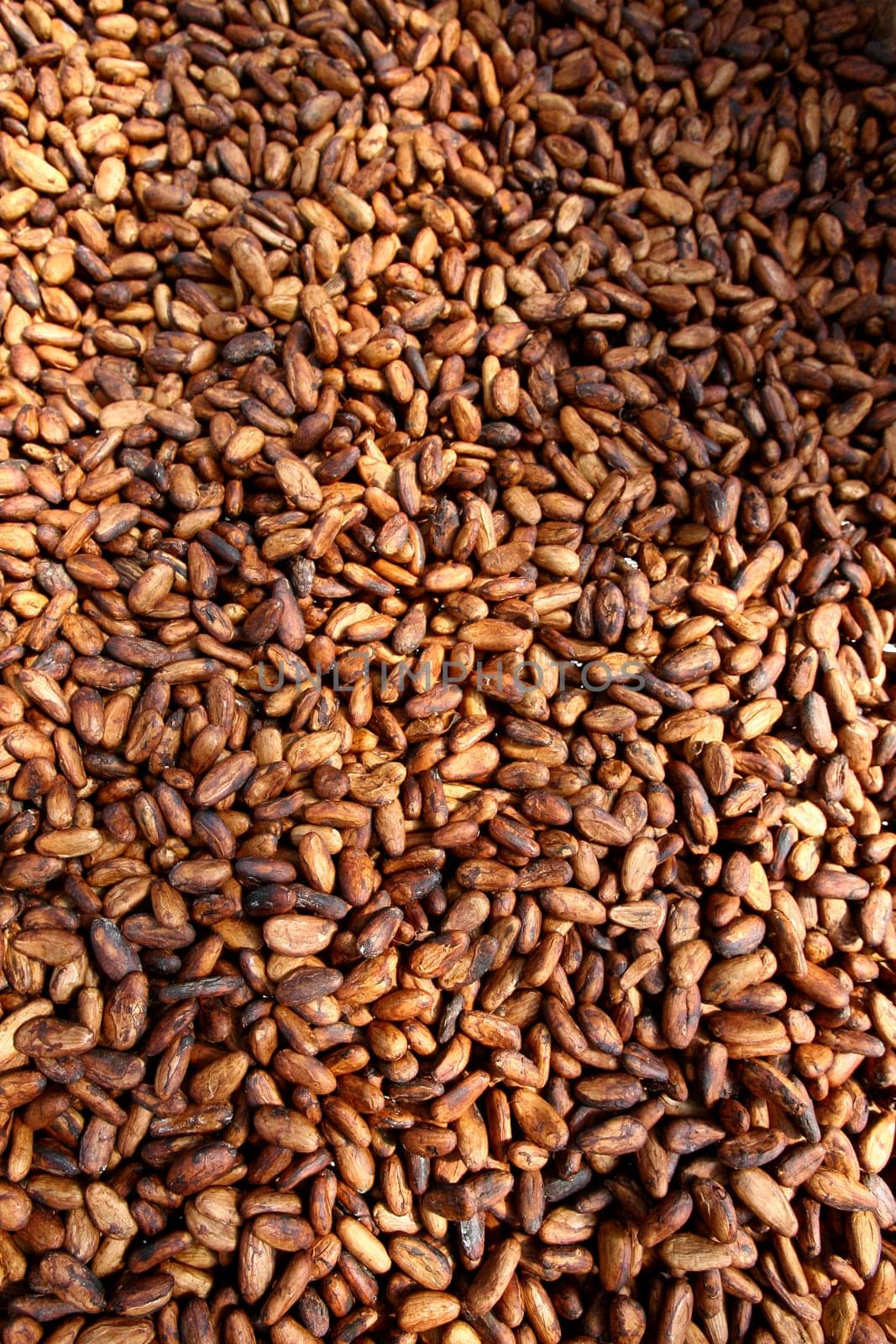 ilheus, bahia / brazil - august 7, 2011: dried cacao seeds are seen in a fruit plantation farm in the city of Ilheus, in southern Bahia.