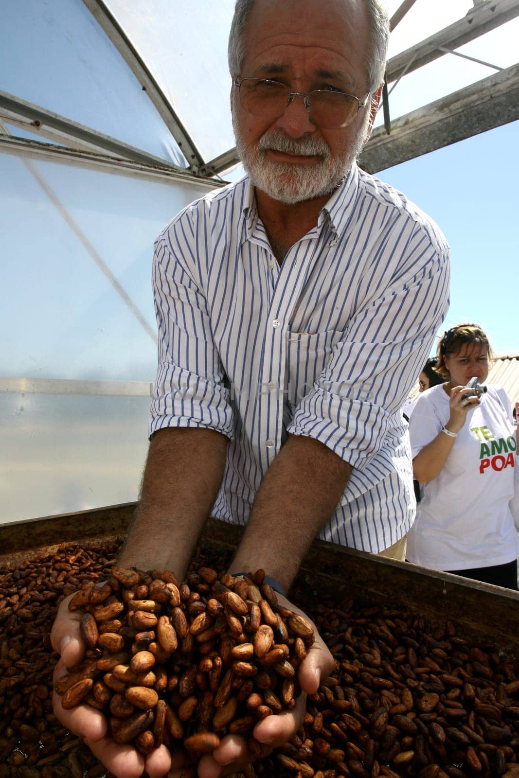 ilheus, bahia / brazil - august 7, 2011: dried cacao seeds are seen in a fruit plantation farm in the city of Ilheus, in southern Bahia.