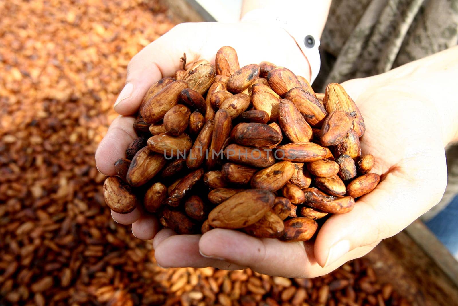 ilheus, bahia / brazil - august 7, 2011: dried cacao seeds are seen in a fruit plantation farm in the city of Ilheus, in southern Bahia.
