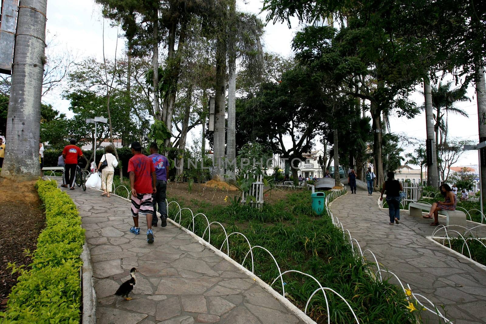 vitoria da conquist, bahia / brazil - october 28, 2011: view of trees and gardens in Tancredo Neves square in the city of Vitoria da Conquista.
