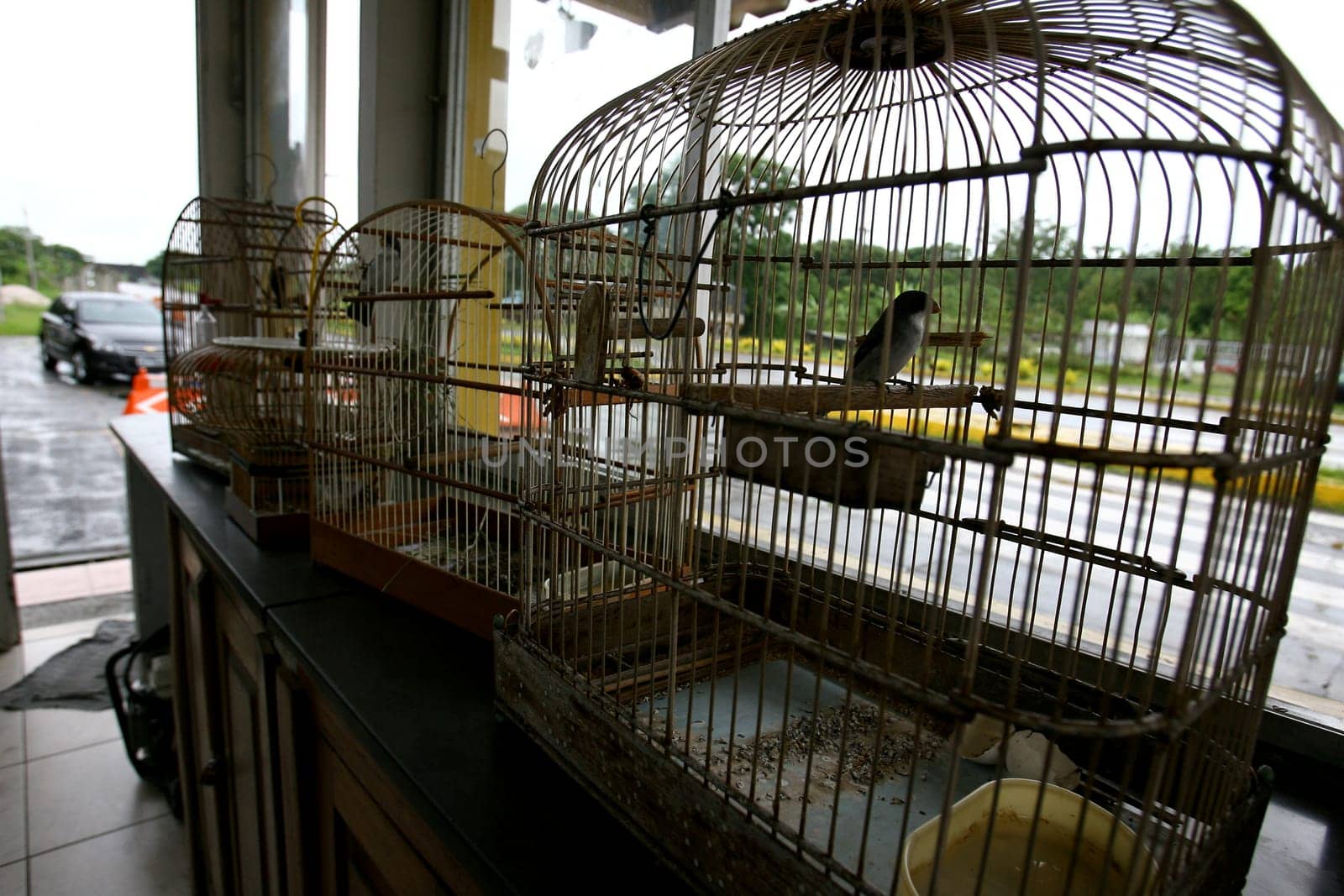 itabuna, bahia / brazil - december 13, 2011: members of the federal highway police seize birds of the weeping species (Sporophila leucoptera) in the hands of animal smugglers on the BR 101 highway in the city of Itabuna.