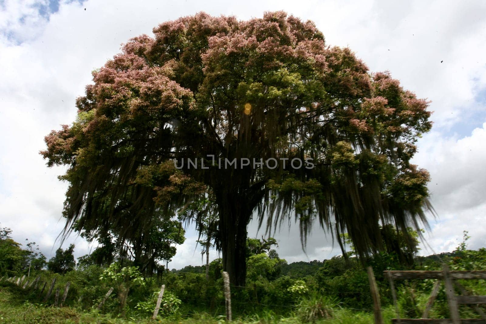 itabuna, bahia / brazil - november 22, 2011: tree and its flowers are seen in the city of Itabuna, southern Bahia...