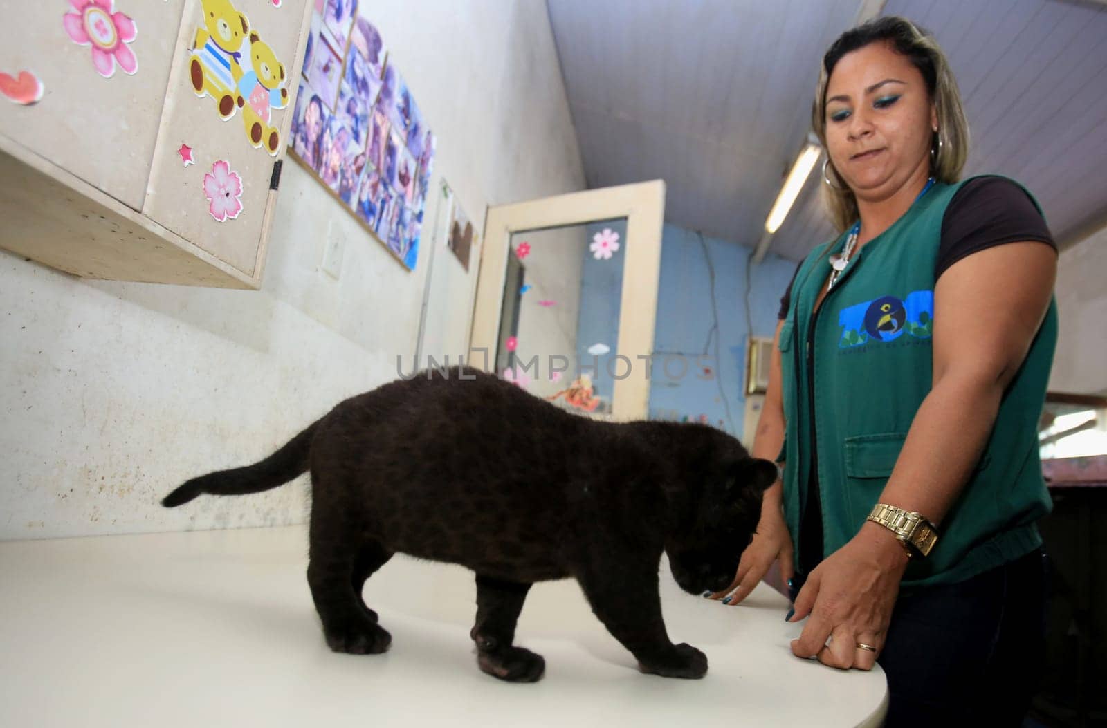 salvador, bahia / brazil - october 7, 2015: Ana Celly, a biologist at the Jardim Zoologico in the city of Salvador is seen while taking care of a jaguar cub.