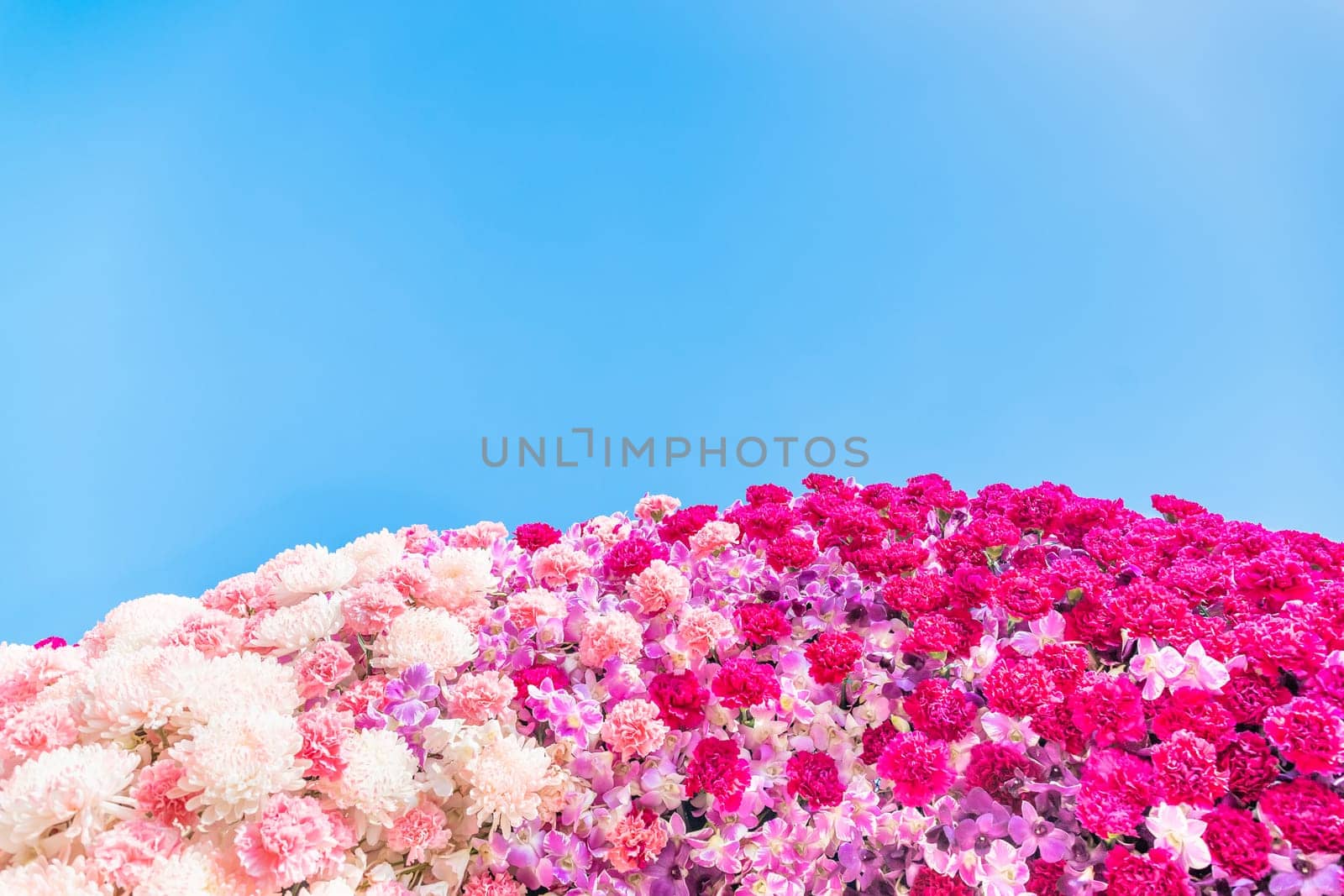 Carnation Flower Header and chrisanthemum flower agent blue  background