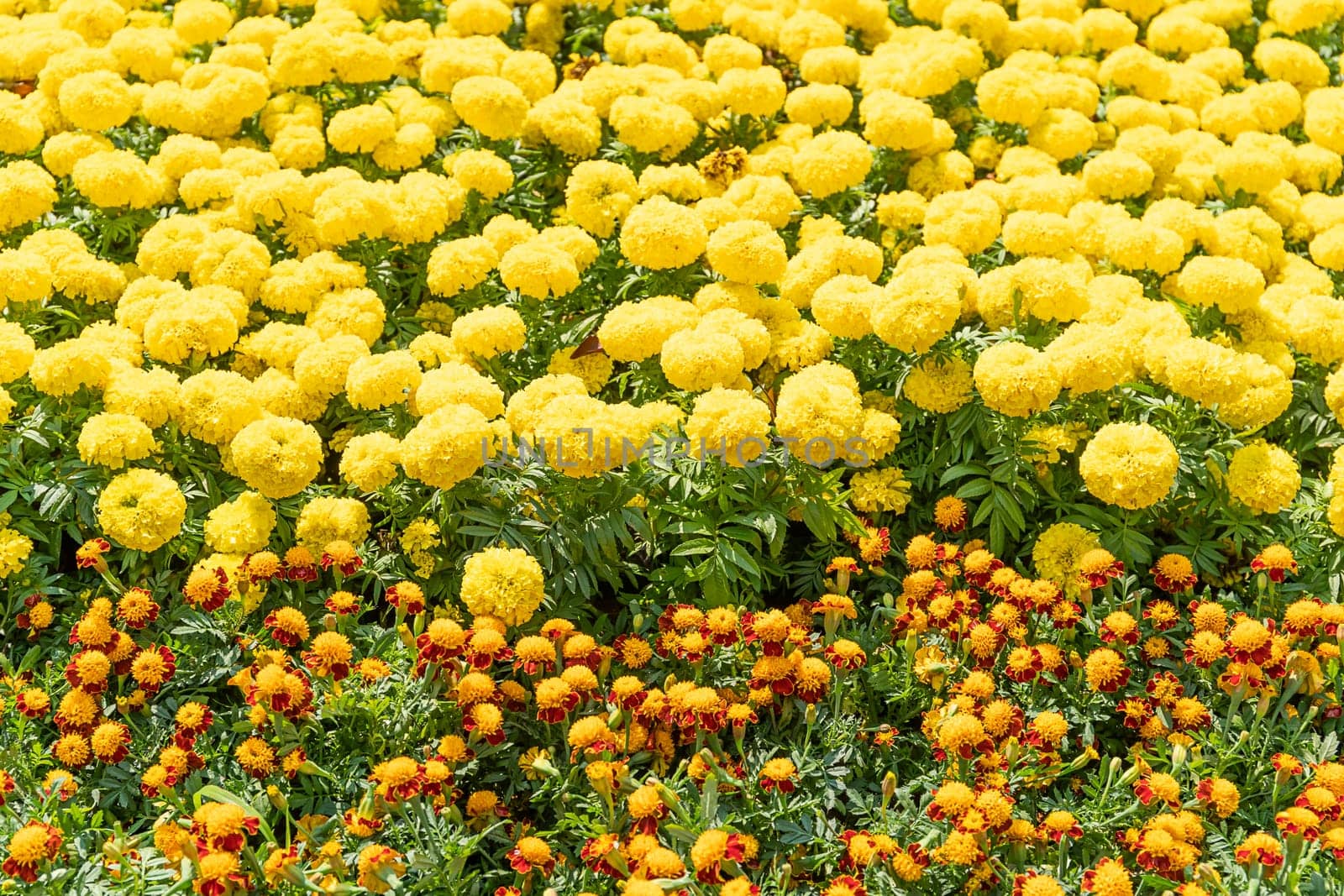 Field of Marigold or Calendula blooming in summer meadow