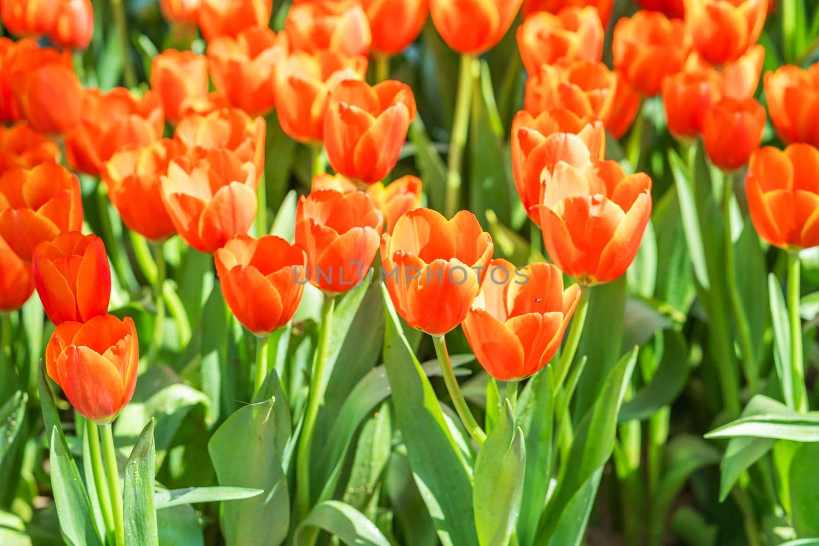 Close up red tulips blooming in the flower park garden