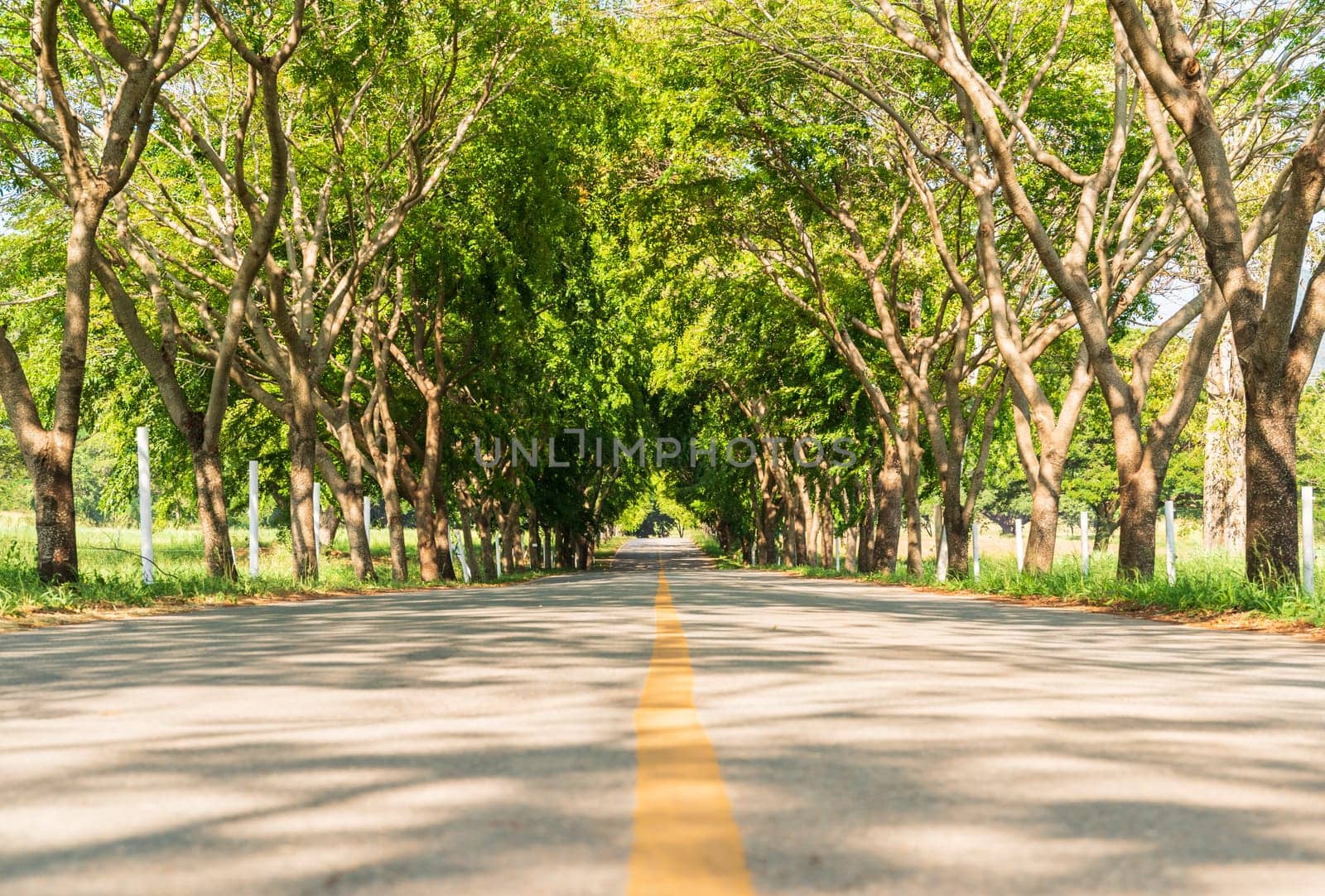 The road asphalt straight into the tree tunnel