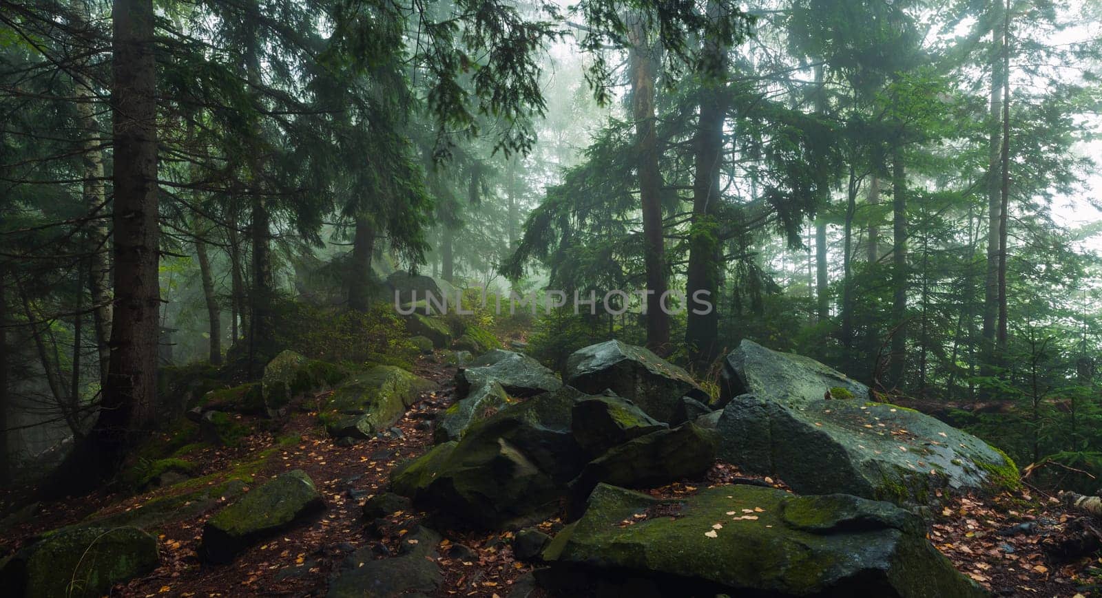 fog in dense forest