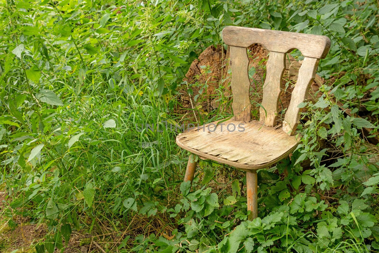 Old weathered light brown wooden chair stands between weeds and nettles with copy space