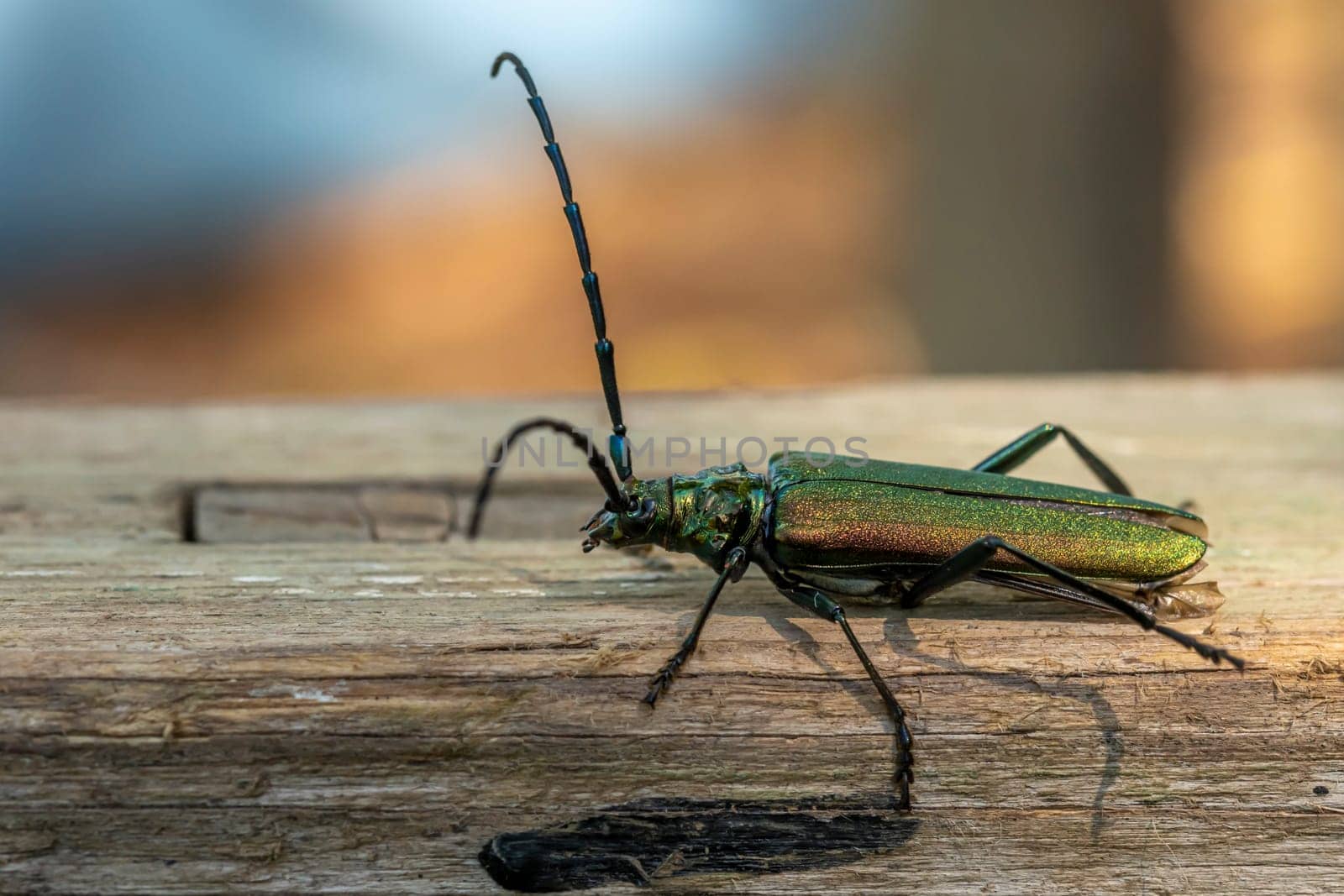 Green musk-buck beetle crawls on a weathered wooden board against a blurred background