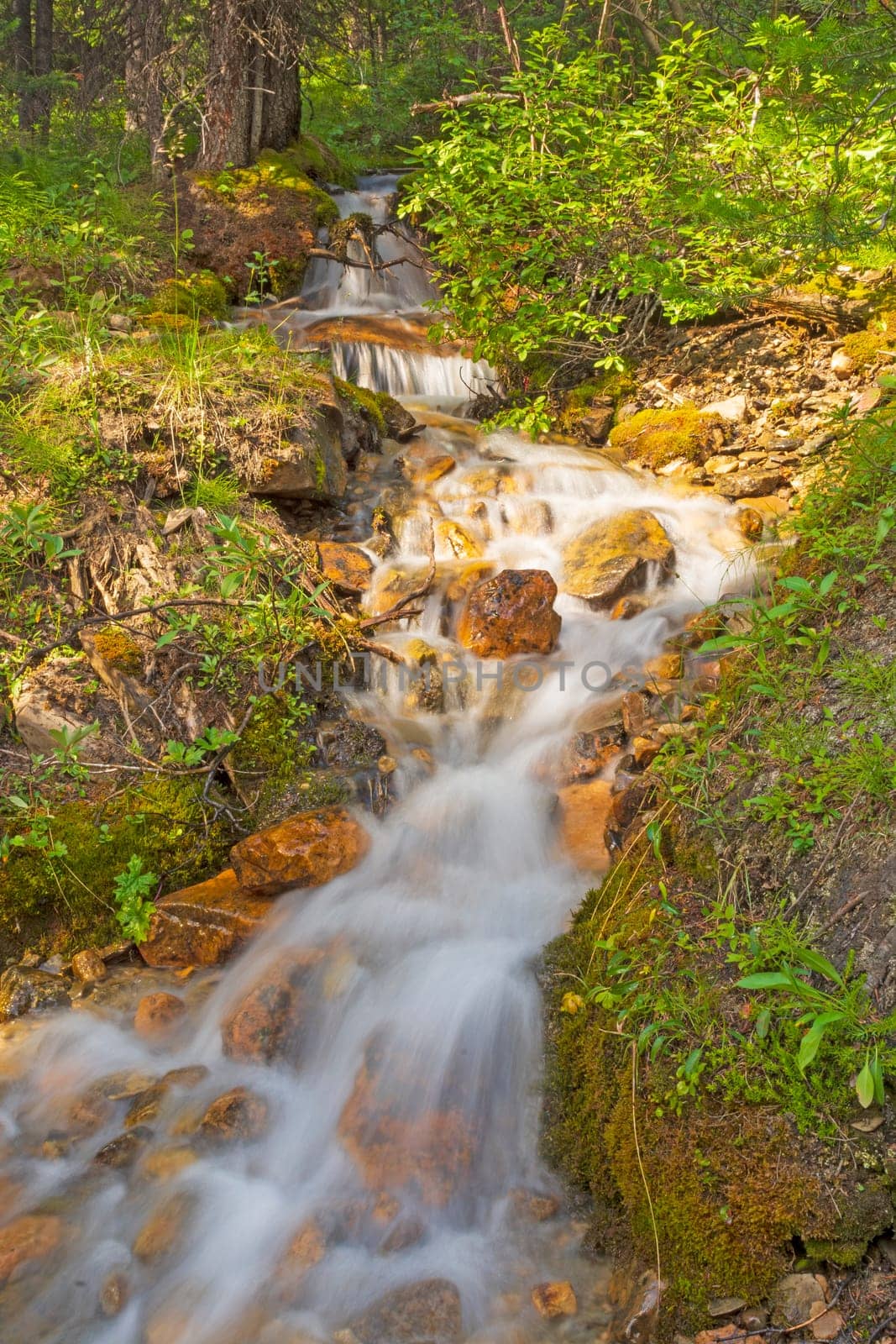Rushing Stream in a Verdant Forest in Banff National Park in Alberta, Canada
