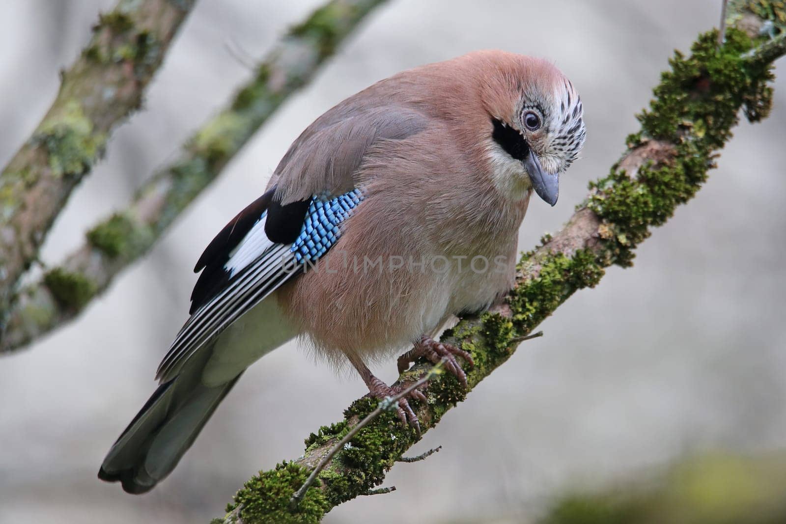 Suspicious jay Garrulus glandarius