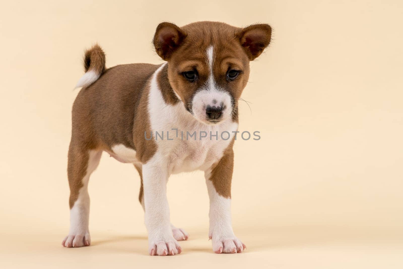 Basenji or Congo Terrier (Canis lupus familiaris),young,6 weeks,red/white,standing,from the front,studio shot with sand-colored background