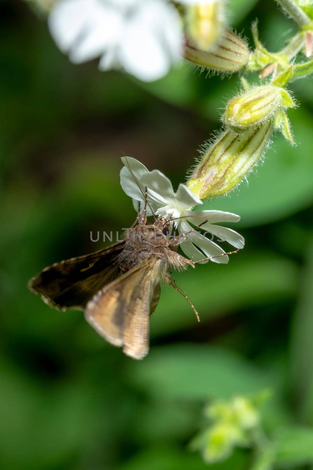 Flying moth on a small white flower in front of a dark green blurred background