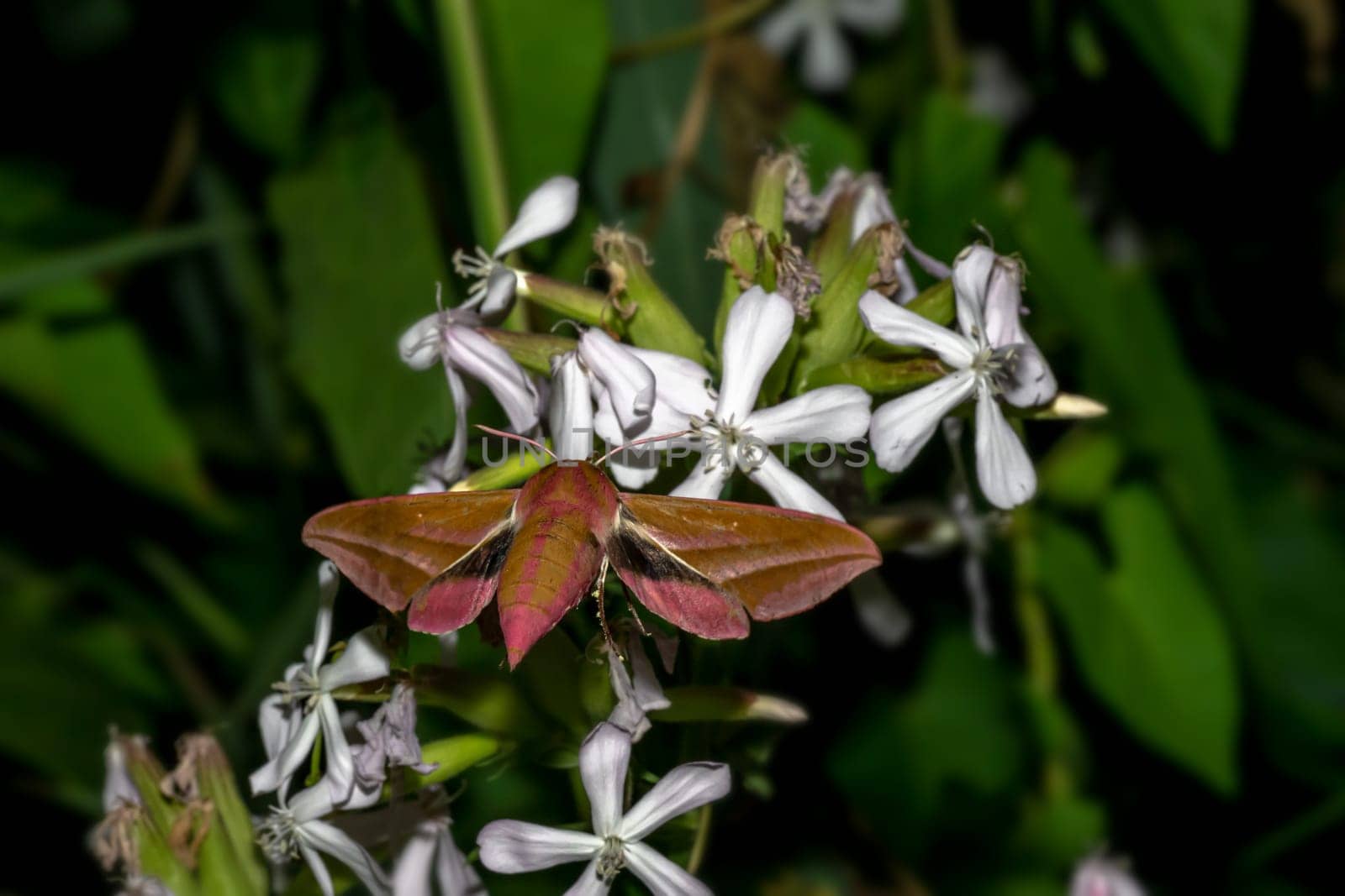 Flying moth on a small white flower in front of a dark green blurred background