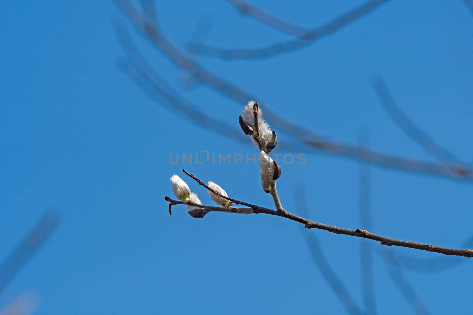 Pussy Willow Opening in the Spring in Indiana Dunes State Park in Indiana