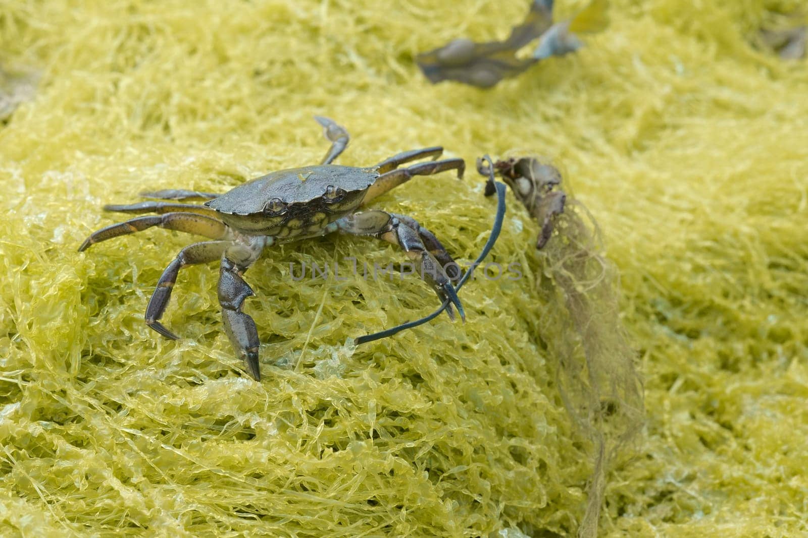 Common shore crab, also known as the european green crab, Carcinus maenas, stands on yellow seaweed wielding seaweed in its left claw.