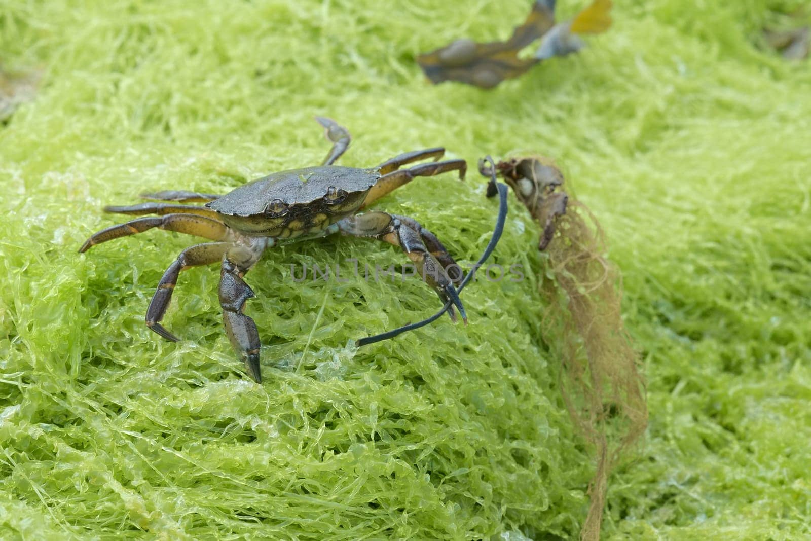 Common shore crab, also known as the european green crab, Carcinus maenas, stands on green seaweed wielding seaweed in its left claw.
