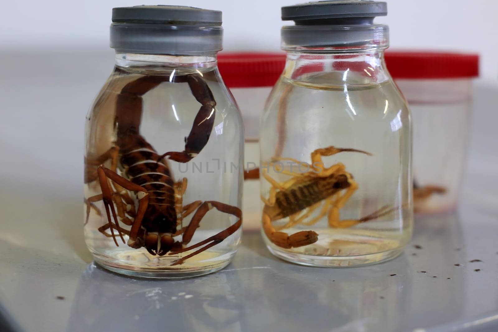 salvador, bahia / brazil - january 8, 2016: scorpion insect is seen stored in a glass jar with at the Zoonosis Control Center in the city of Salvador.......