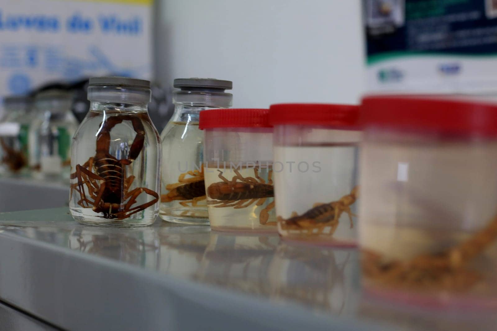salvador, bahia / brazil - january 8, 2016: scorpion insect is seen stored in a glass jar with at the Zoonosis Control Center in the city of Salvador.......